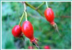 Rose Hip Anthocyanin